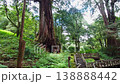 Ancient Sacred Tree in Alishan Forest Taiwan Towering Giant Cedar 138888442