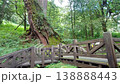 Ancient Sacred Tree in Alishan Forest Taiwan Towering Giant Cedar 138888443