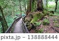Ancient Sacred Tree in Alishan Forest Taiwan Towering Giant Cedar 138888444