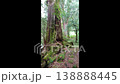 Ancient Sacred Tree in Alishan Forest Taiwan Towering Giant Cedar 138888445