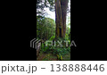 Ancient Sacred Tree in Alishan Forest Taiwan Towering Giant Cedar 138888446