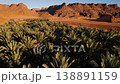 Oasis in desert in Saudi Arabia 138891159