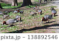 地面で餌をついばむヒドリガモの群れと一斉に飛び立つ瞬間 138892546