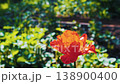 Red tulip flower swaying gently in a green garden 138900400