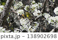 桜の蜜をついばむメジロ 138902698