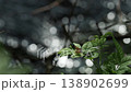 水辺のカワトンボ 138902699