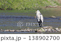 川辺のアオサギ 138902700