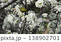 桜の蜜をついばむメジロ 138902701