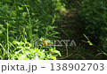 獲物を待ち伏せるカワトンボ 138902703