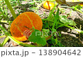 crop of orange pumpkin close-up. Pumpkin for Halloween or Thanksgiving. Decoration for the autumn landscape 138904642