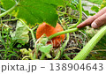 crop of orange pumpkin close-up. Pumpkin for Halloween or Thanksgiving. Decoration for the autumn landscape. 138904643