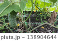 Appetizing fresh green cucumber growing in a vegetable garden in open soil on farm. Vegetable as a source of vitamins. Harvest time, farming and agriculture. 138904644