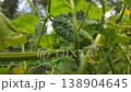 Fresh green cucumber growing among lush foliage in a vegetable garden in open soil on farm. Harvest time, farming and agriculture. 138904645