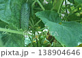 Close-up of fresh green cucumber with pimples and yellow flower on vertical garden bed outdoors. Sunny day. Outdoor cultivation and farming 138904646