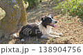 Black and white magnificent border collie lies under a tree in the rays of the autumn sun and smiles. Slow motion. 138904756