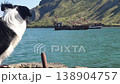 Hiking. A black and white magnificent border collie stands on a pier against the background of boats moving along the sea along the coastal mountains 138904757