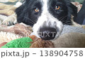 Funny Black and white border collie Plays with a flat toy. Close-up portrait 138904758
