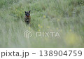 An old domestic dog sits in the grass. 138904759