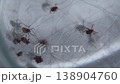 Laboratory studies of parasites. The encephalitis tick and its colonies. 138904760