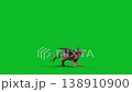 green screen griffin attack side loop mythological creature 3d  138910900