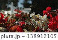 Close up of white and red flowers with soft bokeh in sunlight 138912105
