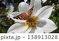large white butterfly resting a white dahlia flower. 138913028