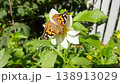 Butterfly on a white dahlia flower. 138913029