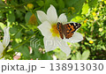 large white butterfly resting a white dahlia flower. 138913030
