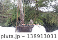 Grenadier tits feeding in winter in a natural forest. Helping the birds 138913031