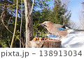 A jay in a winter forest at a natural feeding place on a sunny day. 138913034