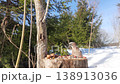 Jay in a winter forest at a natural feeding trough. 138913036