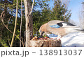 A jay in a sunny winter forest at a natural feeding trough. 138913037