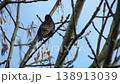 starling bird on a tree branch. Selective focus. nature 138913039