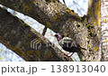 Common starling on a tree trunk. 138913040