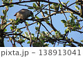 A sparrow, a bird in the garden on an apple tree branch, eats caterpillars. 138913041