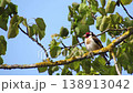 A goldfinch sitting on a branch with a blurred green backdrop. 138913042