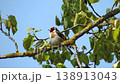 A goldfinch sitting on a branch with a blurred green backdrop. 138913043