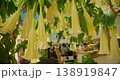 Yellow trumpet shaped flowers Brugmansia hanging from branches in bright summer sunlight 138919847