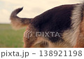 Shepherd s outdoor games, Joy in the fields, Ball in teeth, Determined animal, Fur beauty, Fast paced chase, Open air, Pet recreational time, Excitement in motion, Dog smile, Running German shepherd 138921198