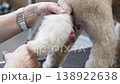 A skilled groomer meticulously sculpts a pet dogs fluffy tail in a bright salon, transforming its look with careful scissor work 138922638