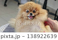 A charming Pomeranian dog displays an array of emotions during a gentle nail trimming session indoors 138922639