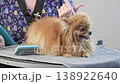 A petite Pomeranian receives a professional grooming treatment on a sunny day 138922640