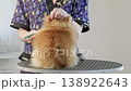 A professional groomer meticulously brushes a fluffy Pomeranian on a grooming table 138922643