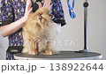 A precious Pomeranian dog sits on a professional grooming table, receiving gentle touches and expert styling from a skilled caretaker during the day 138922644
