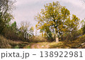 Season Transition Oak Forest From Summer Green To Autumn Yellow. Fall Mood Time Lapse. Tree And... 138922981