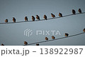 Many Birds Common Starling flying from wires. Juvenile European starlings are light brown and do... 138922987