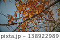 yellow orange Oak Wood Tree Leaves Foliage leaf In Autumn Forest. Beautiful close up View. Natur... 138922989