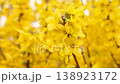 [8k to 4K] A beautiful video of vibrant yellow forsythia flowers swaying in the breeze, heralding the arrival of spring. 138923172