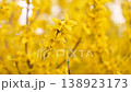 [8k to 4K] A healing spring scene and the beauty of nature, with forsythia in full bloom under the sky swaying in the spring breeze. 138923173