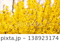 [8K to 4K] Footage capturing the vibrant spring season with branches covered in the bright yellow blossoms of forsythia. 138923174